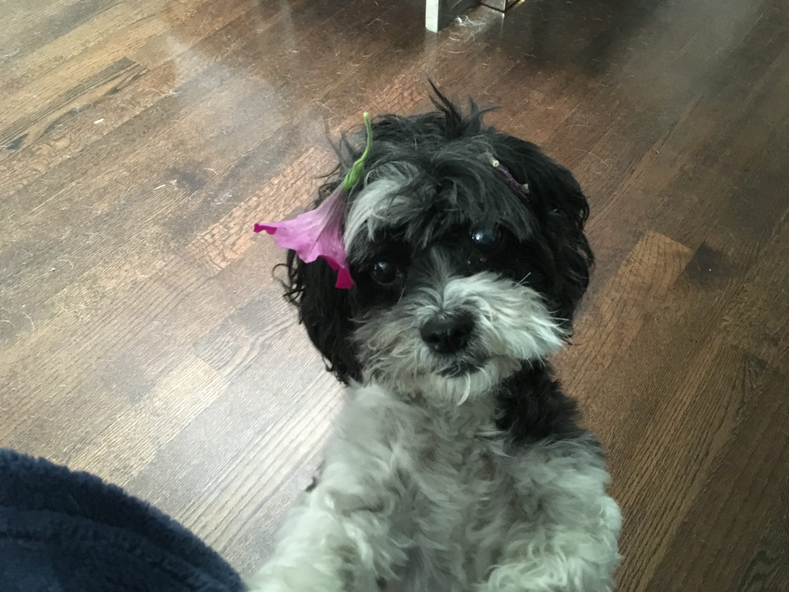 Sambuca(Sammy) Gateway Pet Memorial