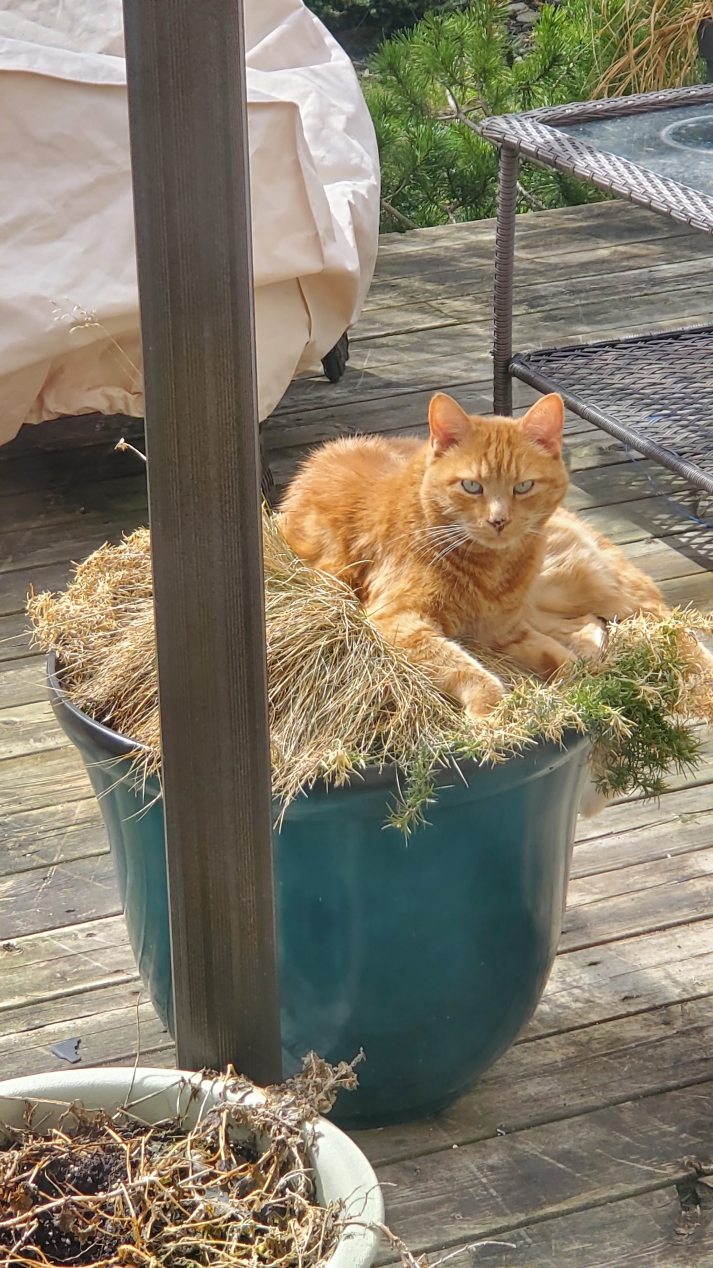 Gateway Pet Memorial