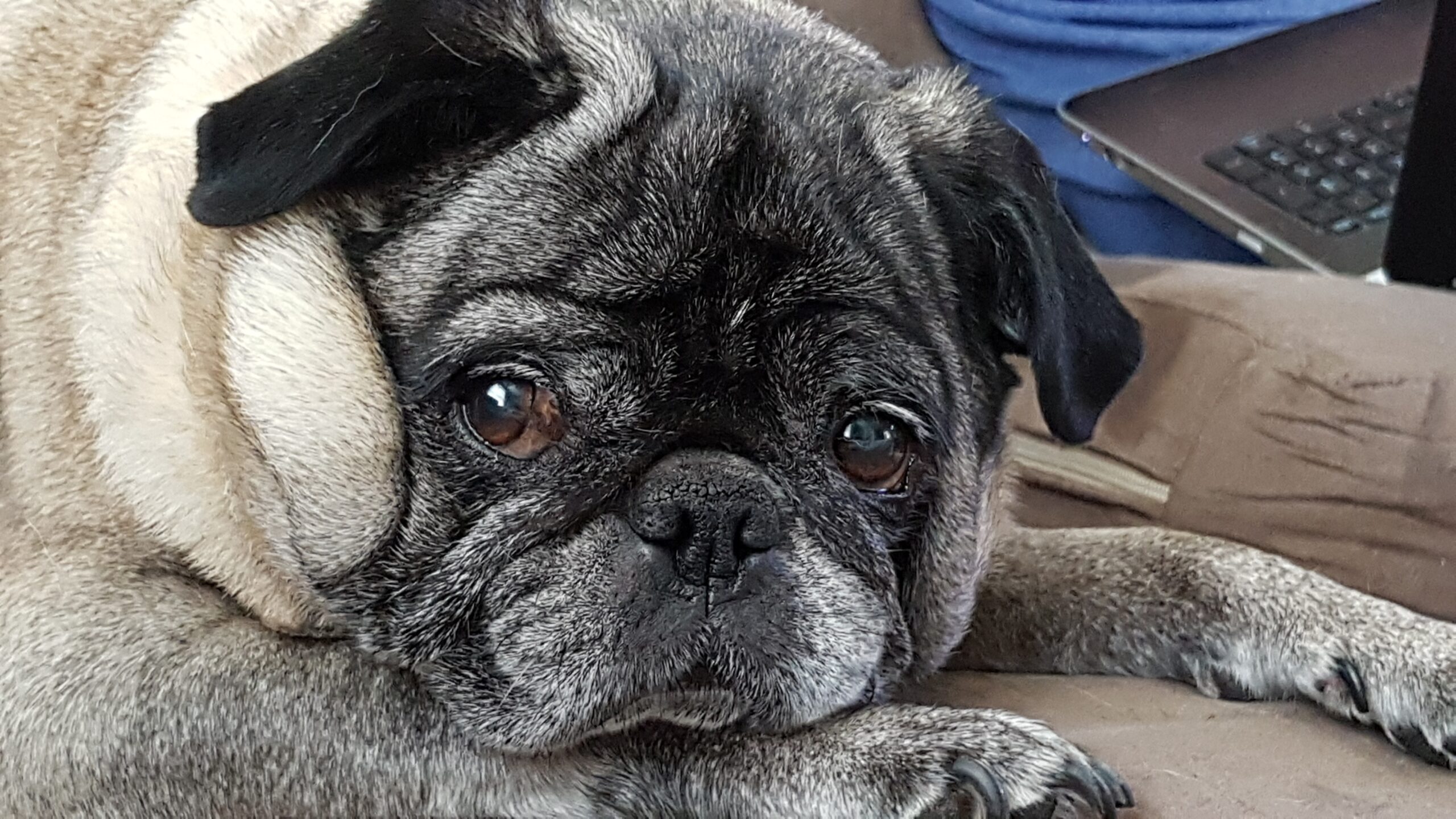 Lucy Gateway Pet Memorial