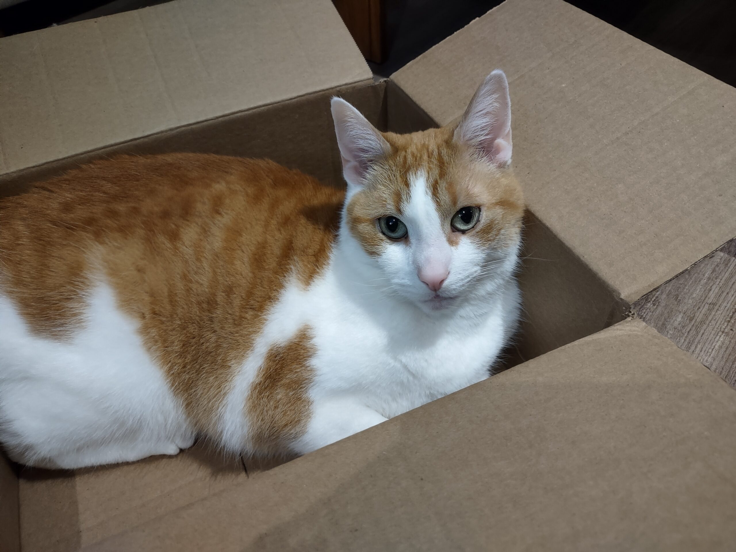 Blossom Gateway Pet Memorial