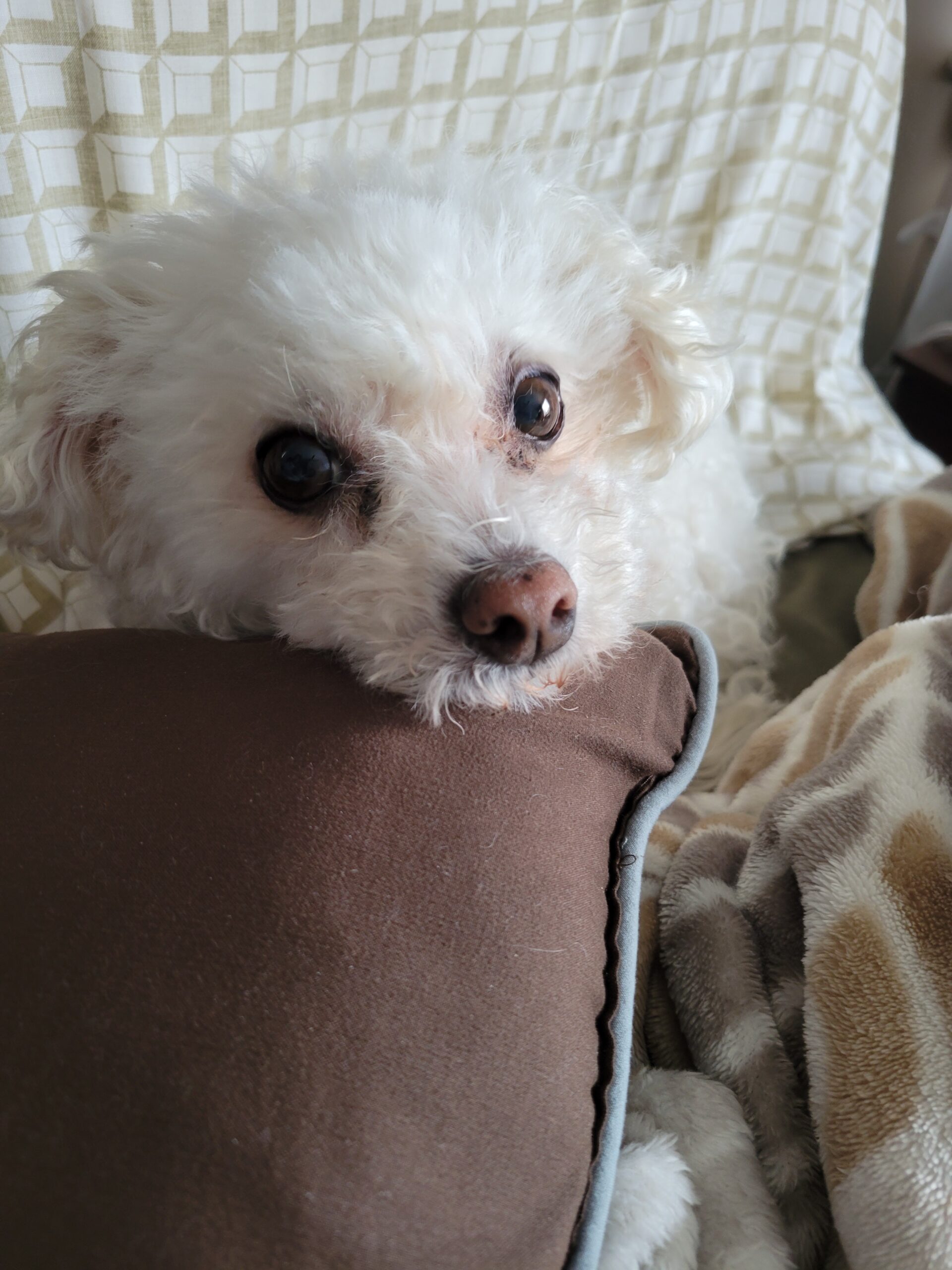 Lily Gateway Pet Memorial