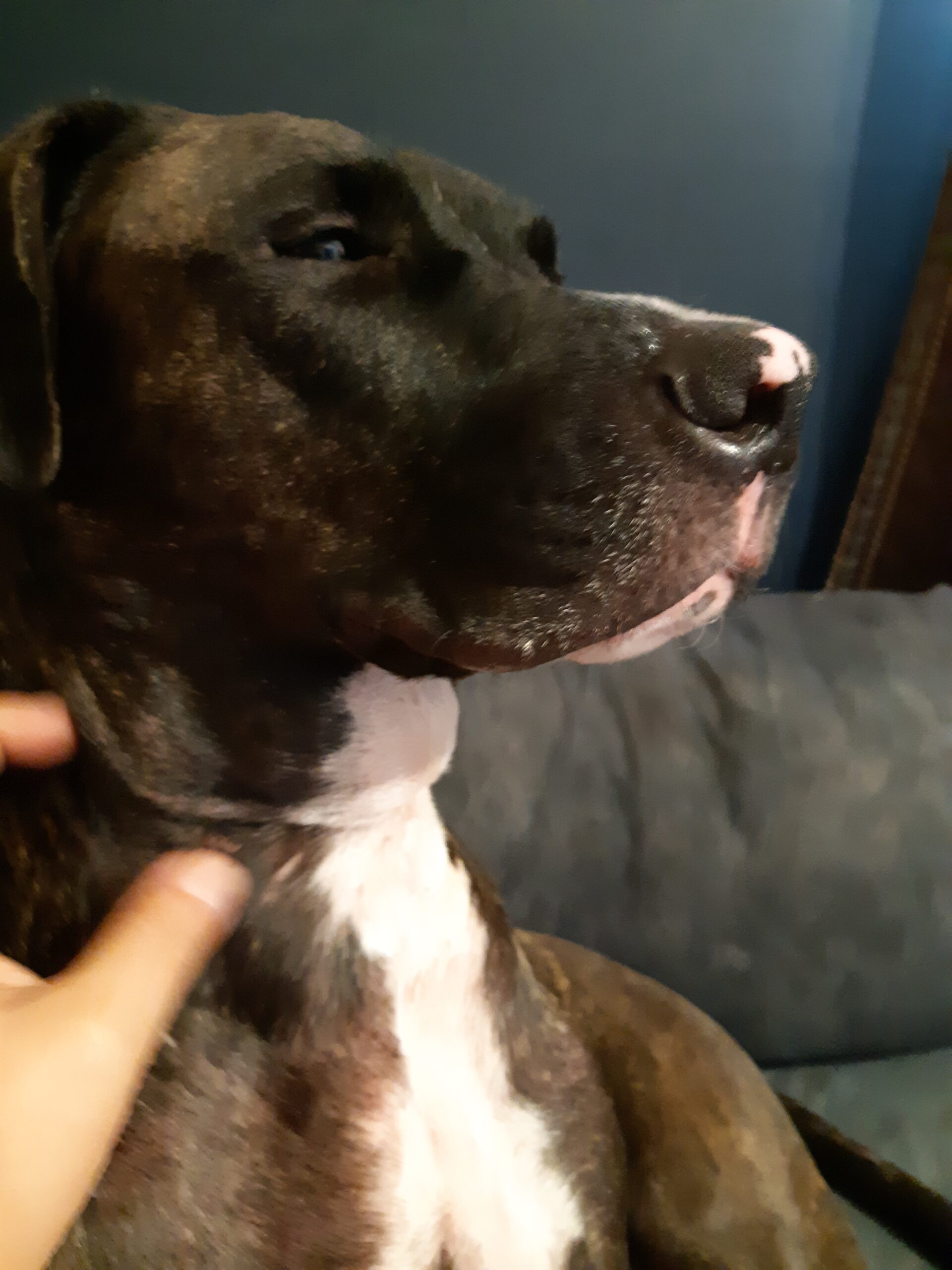 Tazz Gateway Pet Memorial