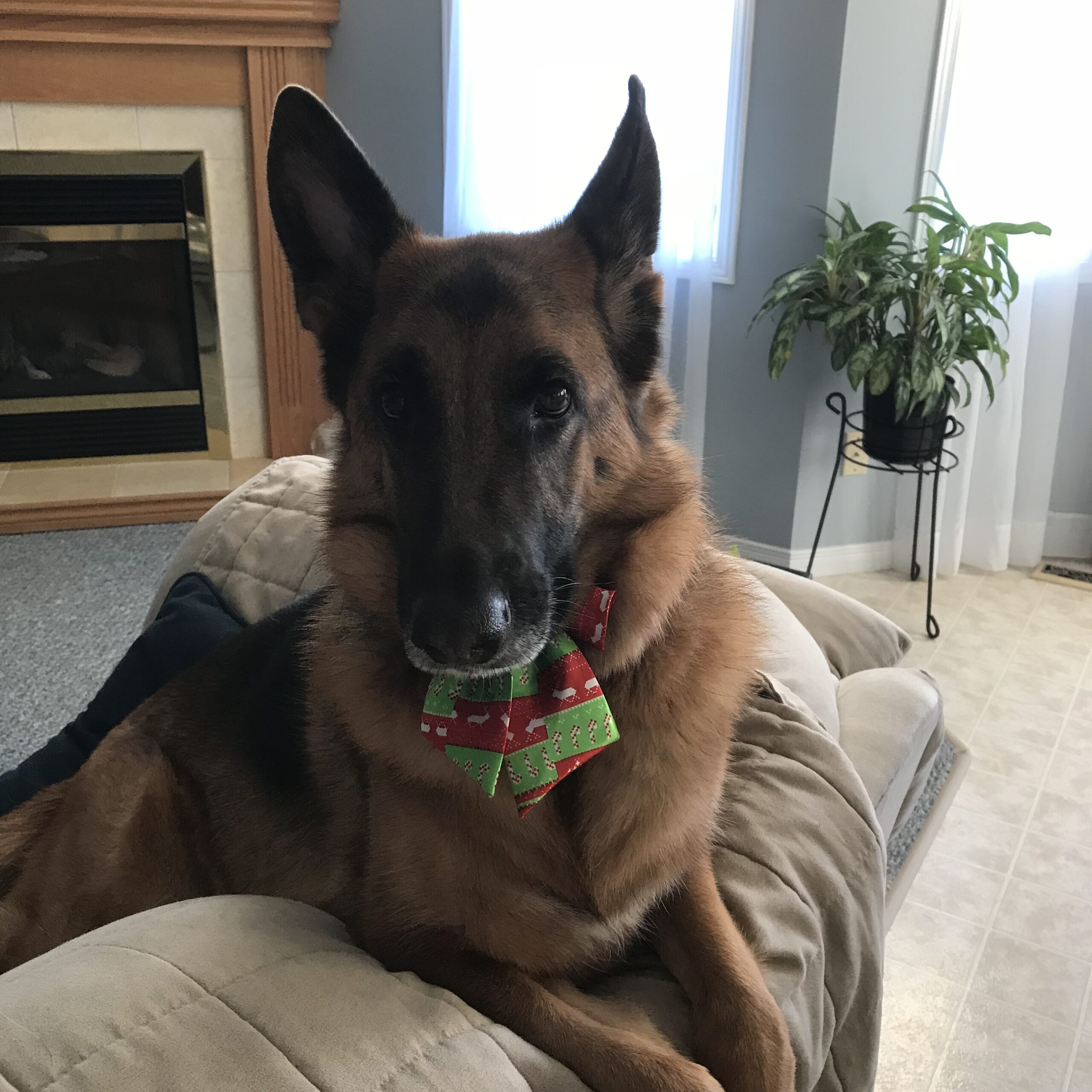 Heidi Gateway Pet Memorial