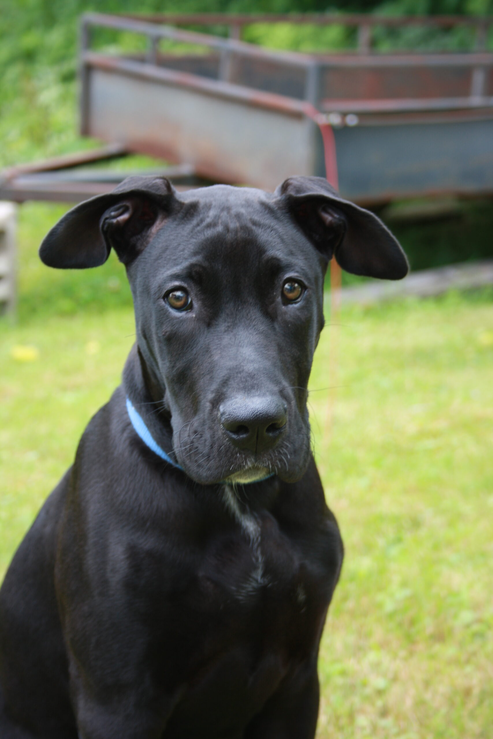 Ella Gateway Pet Memorial