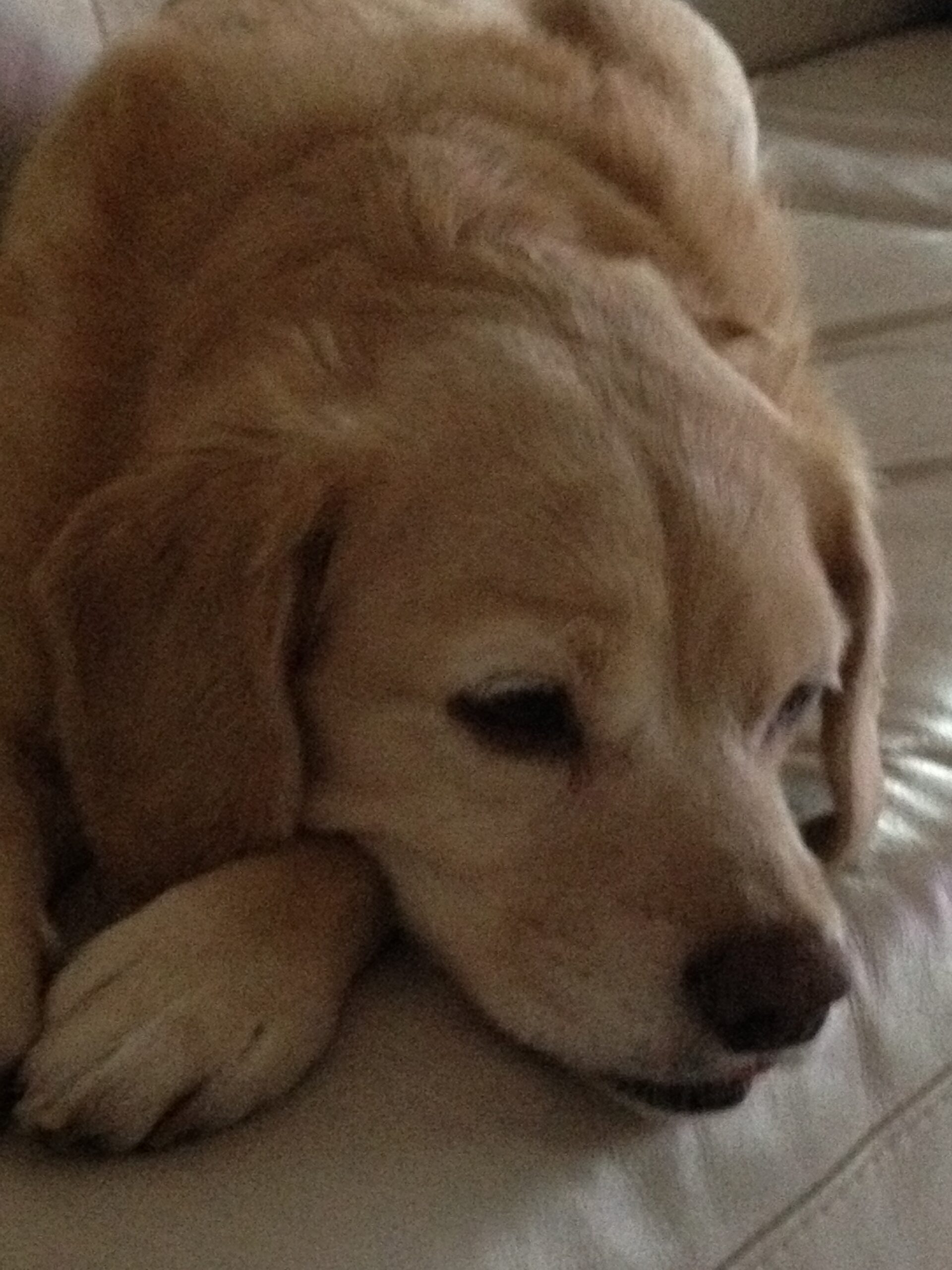 Portia Gateway Pet Memorial