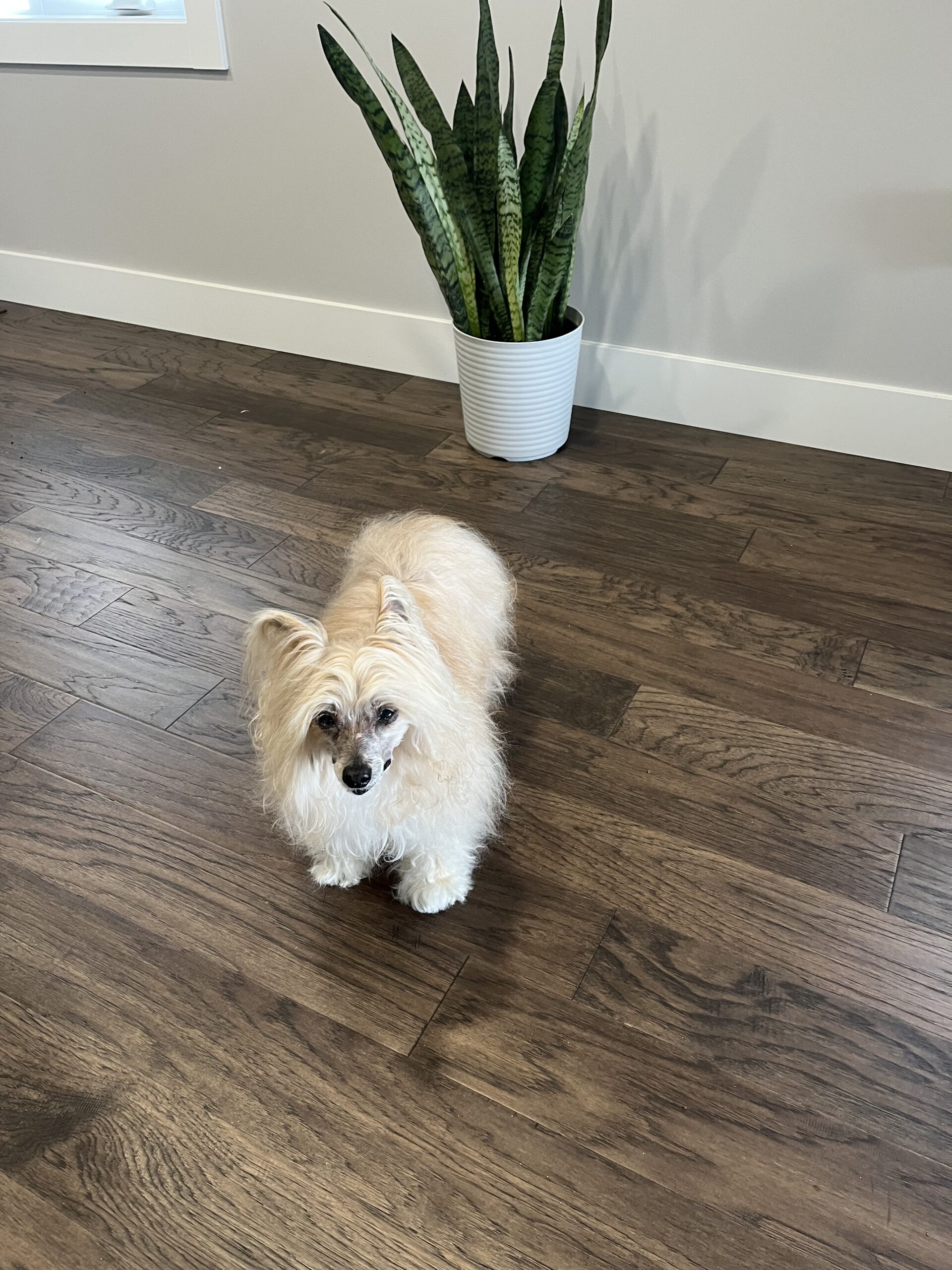 Benji Reid Gateway Pet Memorial