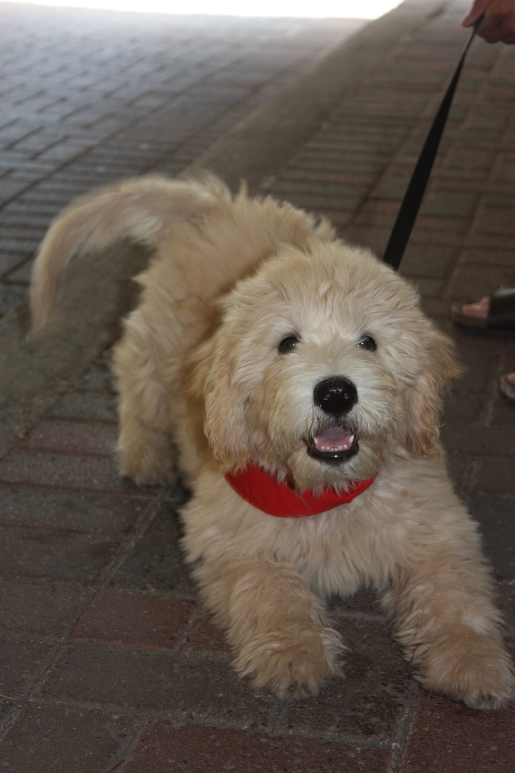 Omie Yong Gateway Pet Memorial