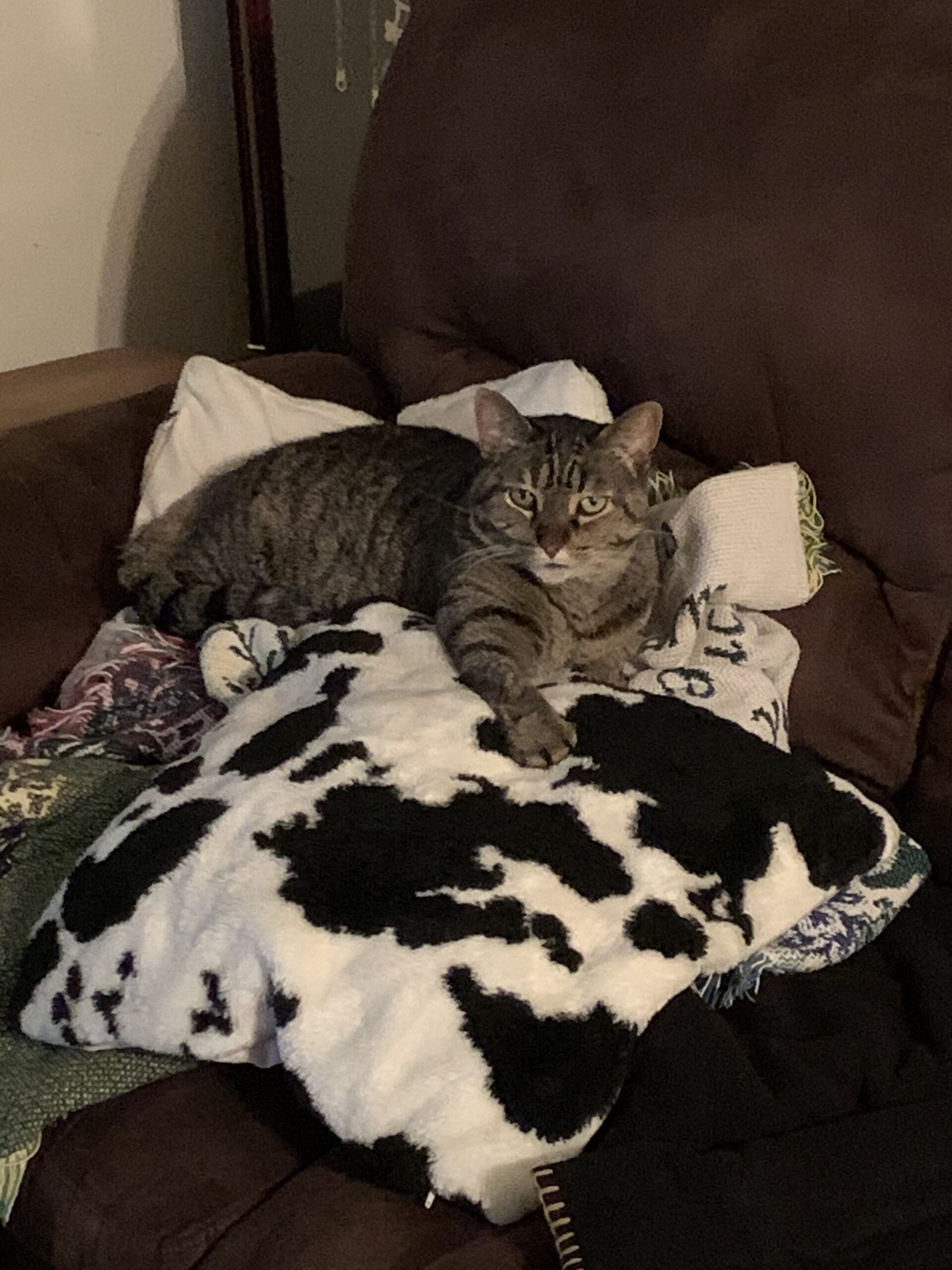 Cameron Payne Gateway Pet Memorial